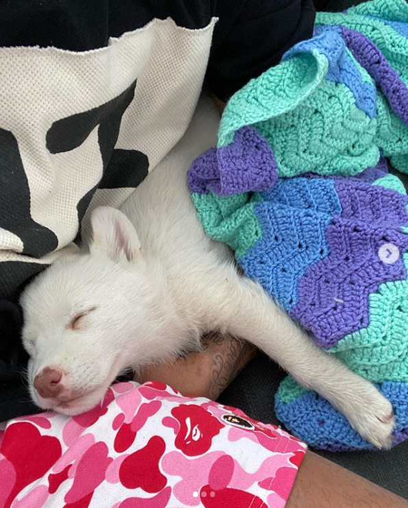 家有萌犬!库兹马INS晒出爱犬照片